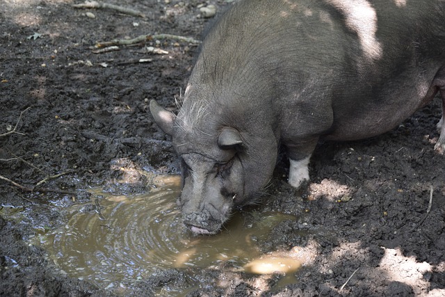 联盟前四 联盟前四